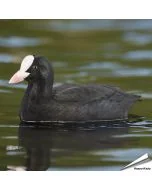 Ontdek de DecoBird Meerkoet van Wildlife Garden, een handgesneden houten vogel met witte voorhoofdplaat en karakteristieke lichte snavel.