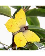 DecoButterfly - Koelkast Magneet - Citroenvlinder