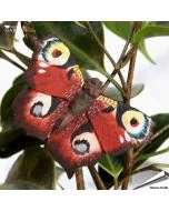 Houten vlinder - DecoButterfly - Koelkast Magneet - Dagpauwoog