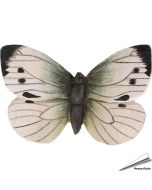 DecoButterfly - Groot Koolwitje | Koelkast Magneet | Wildlife Garden