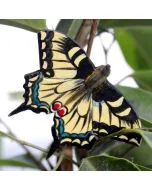 DecoButterfly Koninginnenpage van Wildlife Garden als houten vlinderdecoratie tussen groene bladeren, met geelzwarte vleugels, blauwe accenten en rode oogvlekken.