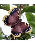 DecoButterfly Rouwmantel van Wildlife Garden. Handgesneden houten koelkastmagneet met donkere vleugels, gele rand en blauwe details.
