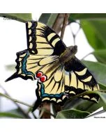 DecoButterfly - Koelkast Magneet - Koninginnenpage