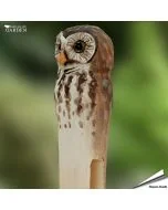 Decoratieve wasknijper met dierenkop - Uil