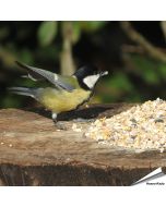 Table Top-Mix met Anijszaad