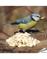 Uiterst hoogwaardige, geblancheerde pinda’s voor vogels ✔️ Rijk aan vezels, oliën en eiwitten ✔️ Energierijk vogelvoer voor het hele jaar ➤ Bestel in de Hoezo-Kado Shop