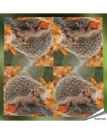 Servetten - Egel (20 stuks)