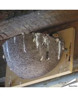 Nestkast voor de boerenzwaluw ✔️ Gemaakt van duurzaam houtbeton ✔️ Aanbevolen door Vogelbescherming NL ✔️ Bestel nu op Hoezo-Kado