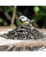 Zwarte zonnebloempitten voor tuinvogels - www.hoezo-kado.nl