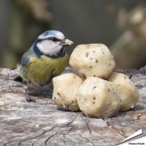 Kleine mezenbollen voor wilde vogels - Tuinvogelvoer - Hoezo-Kado