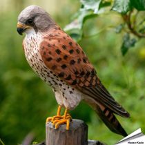 DecoBird - Torenvalk | Houtgesneden vogel | lindenhout