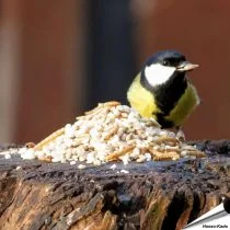 Speciaal voor kleine vogelsoorten - Hi-Protein
