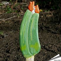 Veggie Stick - Courgette