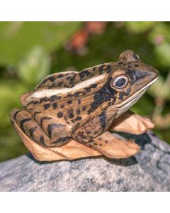 Houten DecoAnimal Heikikker van Wildlife Garden met bruin gevlekte rug, donkere tekening en grote ogen, zittend op een steen tussen groen.