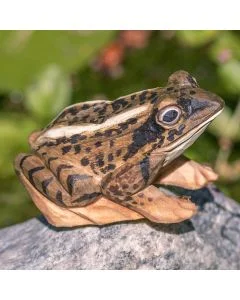 Houten DecoAnimal Heikikker van Wildlife Garden met bruin gevlekte rug, donkere tekening en grote ogen, zittend op een steen tussen groen.