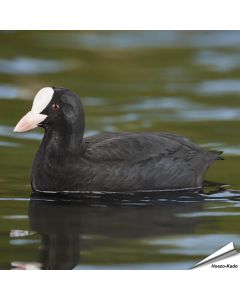 Wildlife Garden DecoBird | Meerkoetje | Online kopen