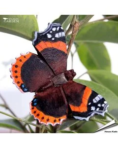 DecoButterfly Atalanta van Wildlife Garden. Handgesneden houten koelkastmagneet met zwarte vleugels, oranjerode banden en draad voor decoratie.