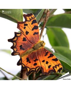DecoButterfly Gehakkelde Aurelia van Wildlife Garden. Handgesneden houten koelkastmagneet met gekartelde vleugels en draad voor bloem- of plantdecoratie.
