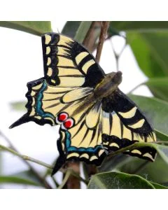 DecoButterfly Koninginnenpage van Wildlife Garden als houten vlinderdecoratie tussen groene bladeren, met geelzwarte vleugels, blauwe accenten en rode oogvlekken.