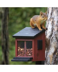 Eekhoorn voederhuisje Ekorrmatare Rood van Wildlife Garden aan een boom, met een rode eekhoorn op het zwarte klapdak en hazelnoten achter de vensters.