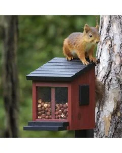Eekhoorn voederhuisje Ekorrmatare Rood van Wildlife Garden aan een boom, met een rode eekhoorn op het zwarte klapdak en hazelnoten achter de vensters.