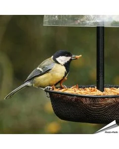 Gedroogde meelwormen voor dieren van Aniculis ✔️ Zorgvuldig gedroogd ✔️ Rijk aan eiwitten ✔️ 100% natuurproduct ✔️ 200g verpakking ✔️ Bestel online op www.hoezo-kado.nl