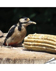 Jumbo vetrol - Insecten (500g)