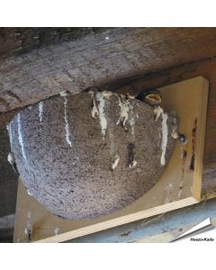 Nestkast voor de boerenzwaluw ✔️ Gemaakt van duurzaam houtbeton ✔️ Aanbevolen door Vogelbescherming NL ✔️ Bestel nu op Hoezo-Kado