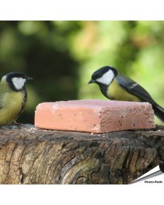 Koolmezen op de Energieblok met bessen (280g)