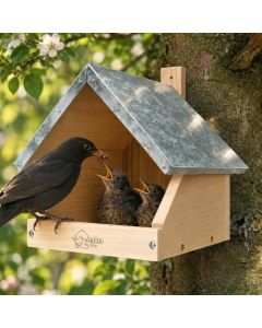 Nestkast voor merels van Wildlife Home aan een boom, met zinken dak en een zwarte merel die twee jongen in de open nestkast voert.
