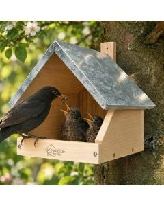 Nestkast voor merels van Wildlife Home aan een boom, met zinken dak en een zwarte merel die twee jongen in de open nestkast voert.