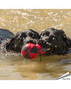 Outdoor Paws - Aqua Halter