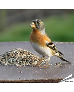 Premium voer - Goudvinken & andere vinkachtigen (1 kg)