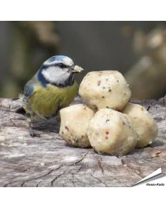 Premium Mini-Vetbollen met Insecten voor tuinvogels zijn beschikbaar op www.hoezo-kado.nl.