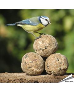 Premium vetbollen - Insectenvet
