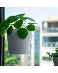 Raambloempot Wit - Creëer een groen raam met deze raambloempotten |Hoezo-Kado onlineshop