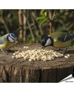 Plantaardige vet pellets vol energie voor tuinvogels ✔️ Ideaal voor het hele jaar door voeren ✔️ Smakelijke traktatie voor roodborstjes en merels ➤ Koop in de Hoezo-Kado Shop