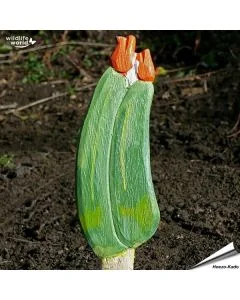 Veggie Stick - Courgette