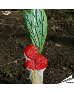 Veggie Stick - Radijs