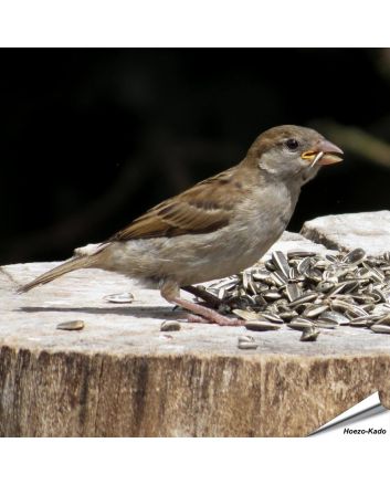 Gestreepte zonnebloempitten voor wilde vogels ✔️ Hoog energiegehalte ✔️ Veelzijdig in gebruik ✔️ Natuurlijk & met zorg verwerkt ➤ Bestel nu online bij Hoezo-Kado