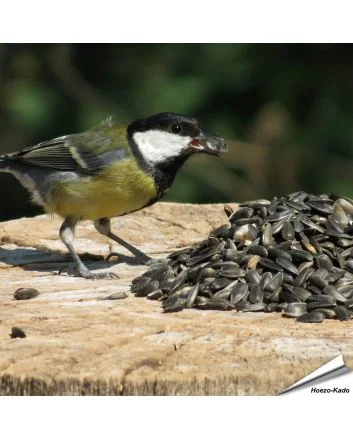 Zwarte zonnebloempitten