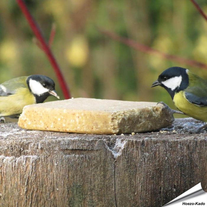 Ben je een vogelliefhebber en op zoek naar een gezonde en lekkere traktatie voor je gevogelde vrienden? Kijk dan niet verder! Onze vegetarische vetblokken zijn gemaakt van plantaardig vet en pinda's, waardoor je vogels een voedzame/lekkere snack krijgen