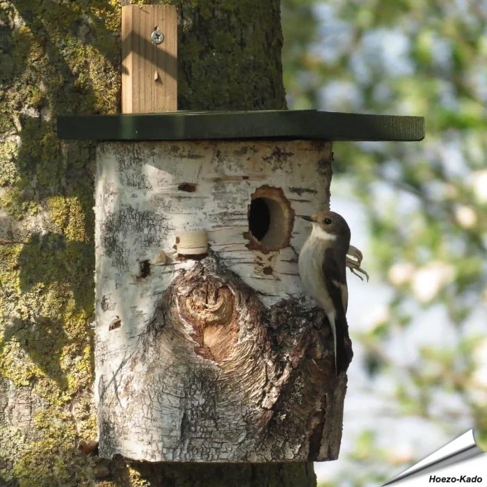 Berkenhouten nestkast (32mm)
