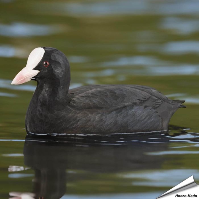 Wildlife Garden DecoBird | Meerkoetje | Online kopen