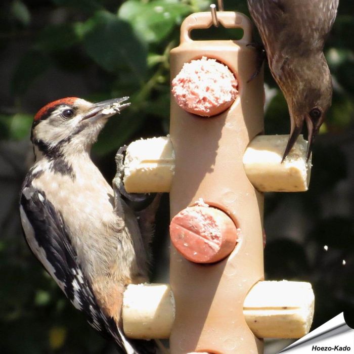Energierollenpakket - Energierollen - Tuinvogelvoer - Hoezo-Kado