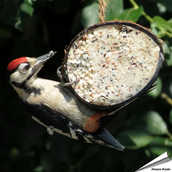 Halve kokosnoot gevuld met meelwormen ?? Hoogwaardige energiebron voor wilde vogels ?? Eenvoudig op te hangen dankzij het touwtje ?? Het hele jaar door te gebruiken ? Bestel nu online bij Hoezo-Kado