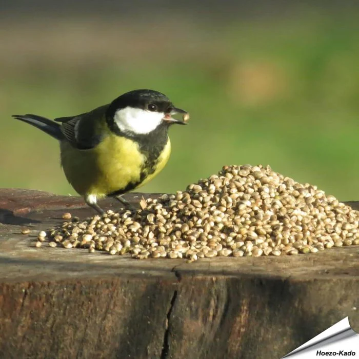 Kempzaad - Tuinvogelvoer voor wilde vogels - Hoezo-Kado