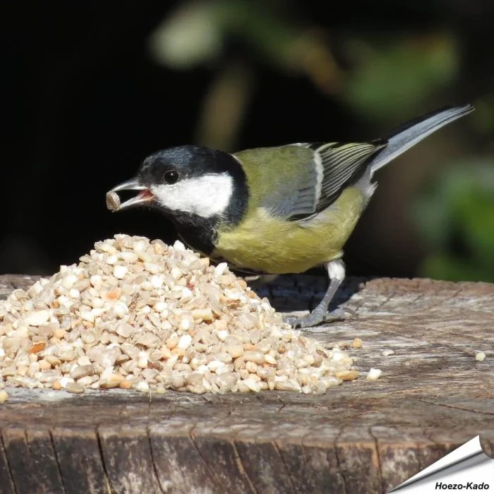 Mix voor kleine vogels - No Mess (5 kg)
