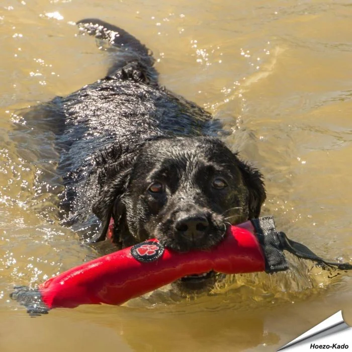 Outdoor Paws - Retriever