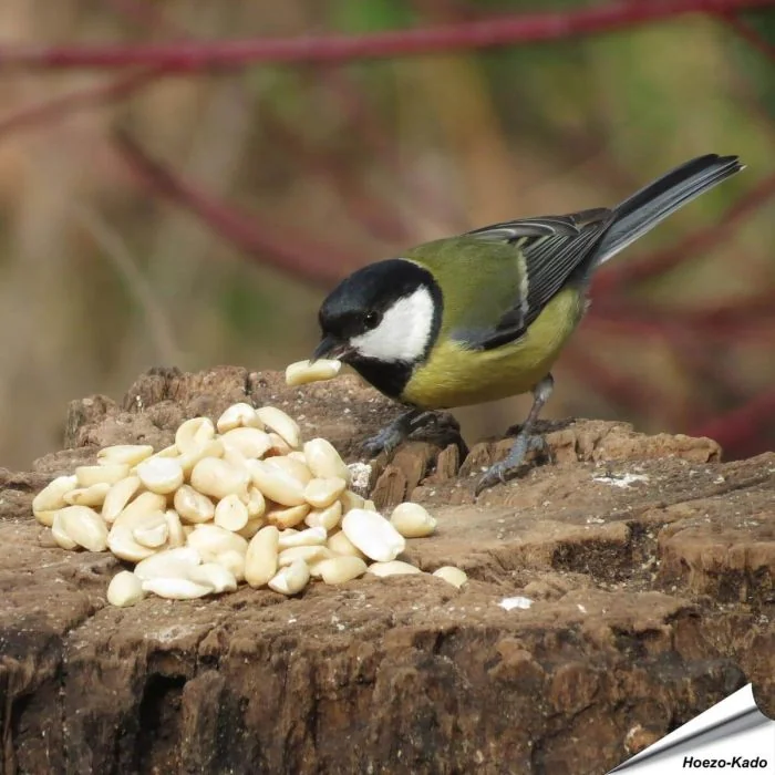 Premium halve pinda's (1 kg)